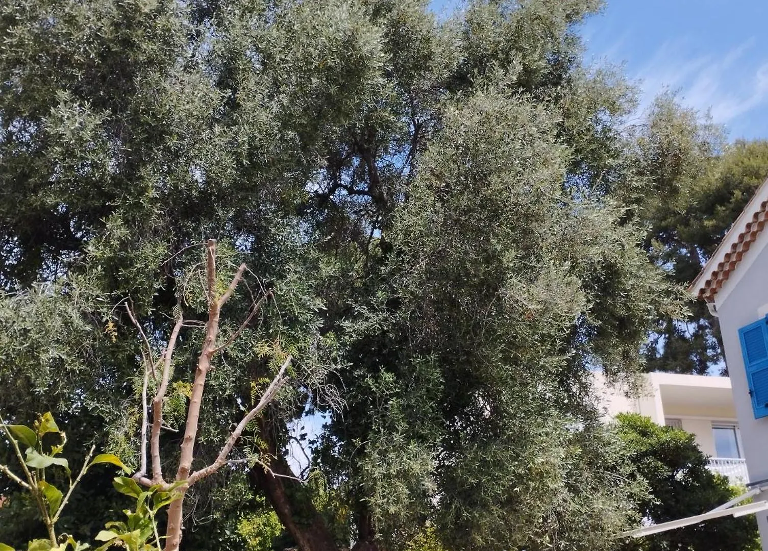 Guest house Maison D'Hotes Floribel Cagnes-sur-Mer France